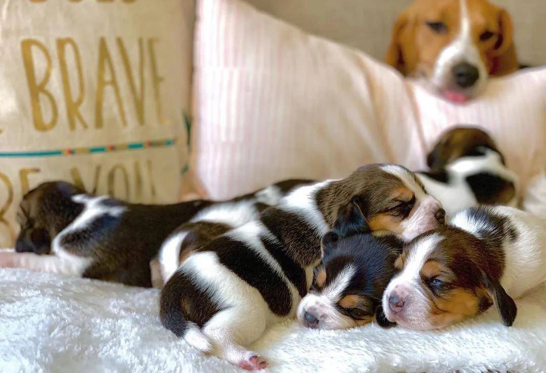 比格宝宝的包子脸真的超级惹人喜欢呀,好想捏一捏!