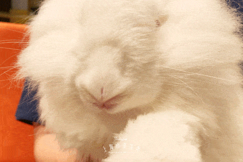 500_333gif 动态图 动图