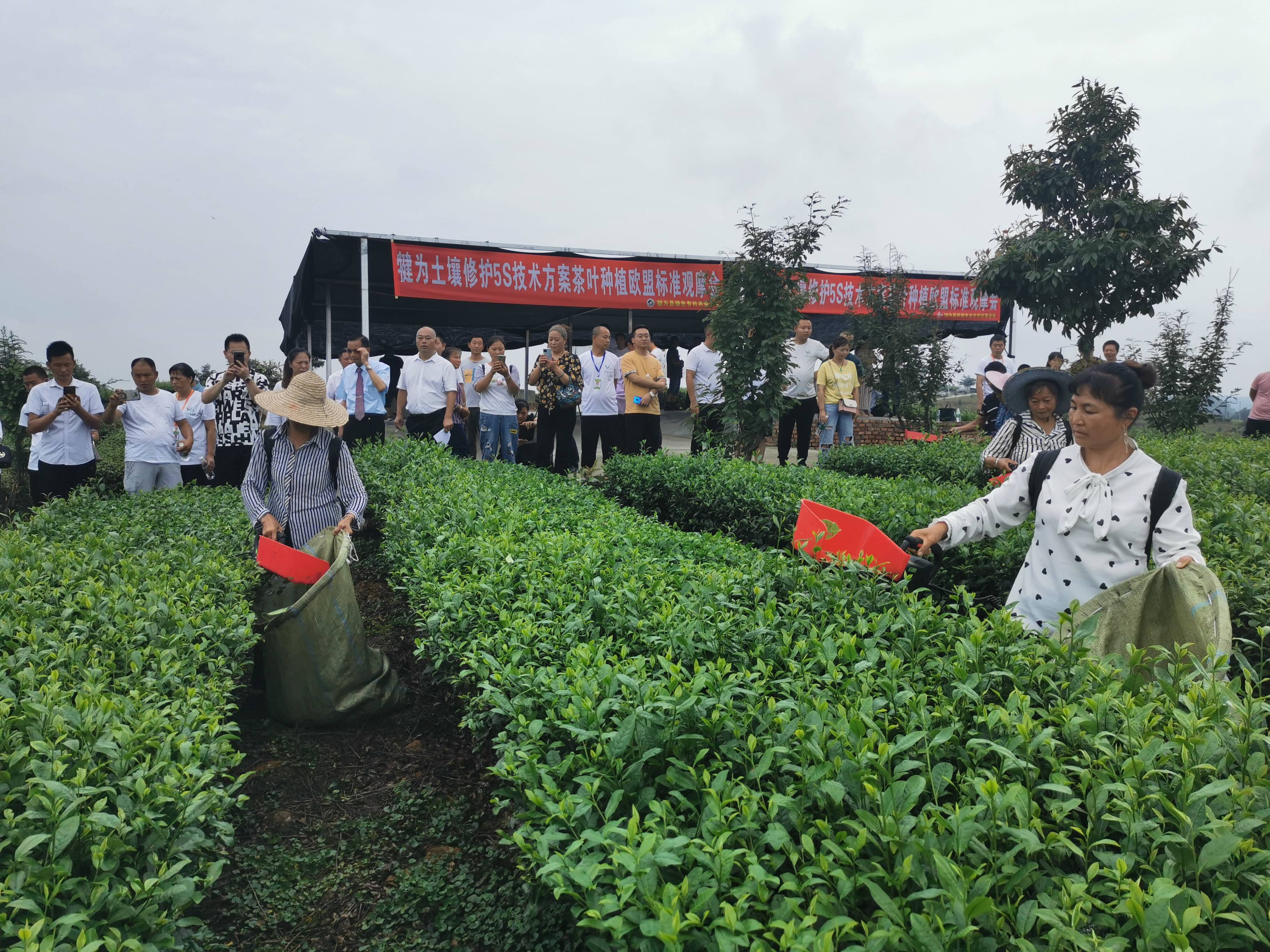 犍为县召开土壤修护5s技术暨茶叶种植欧盟标准观摩会