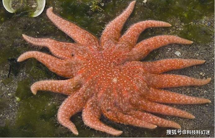 原创海星每只脚上都有一只眼睛最少有5只眼却什么都看不清