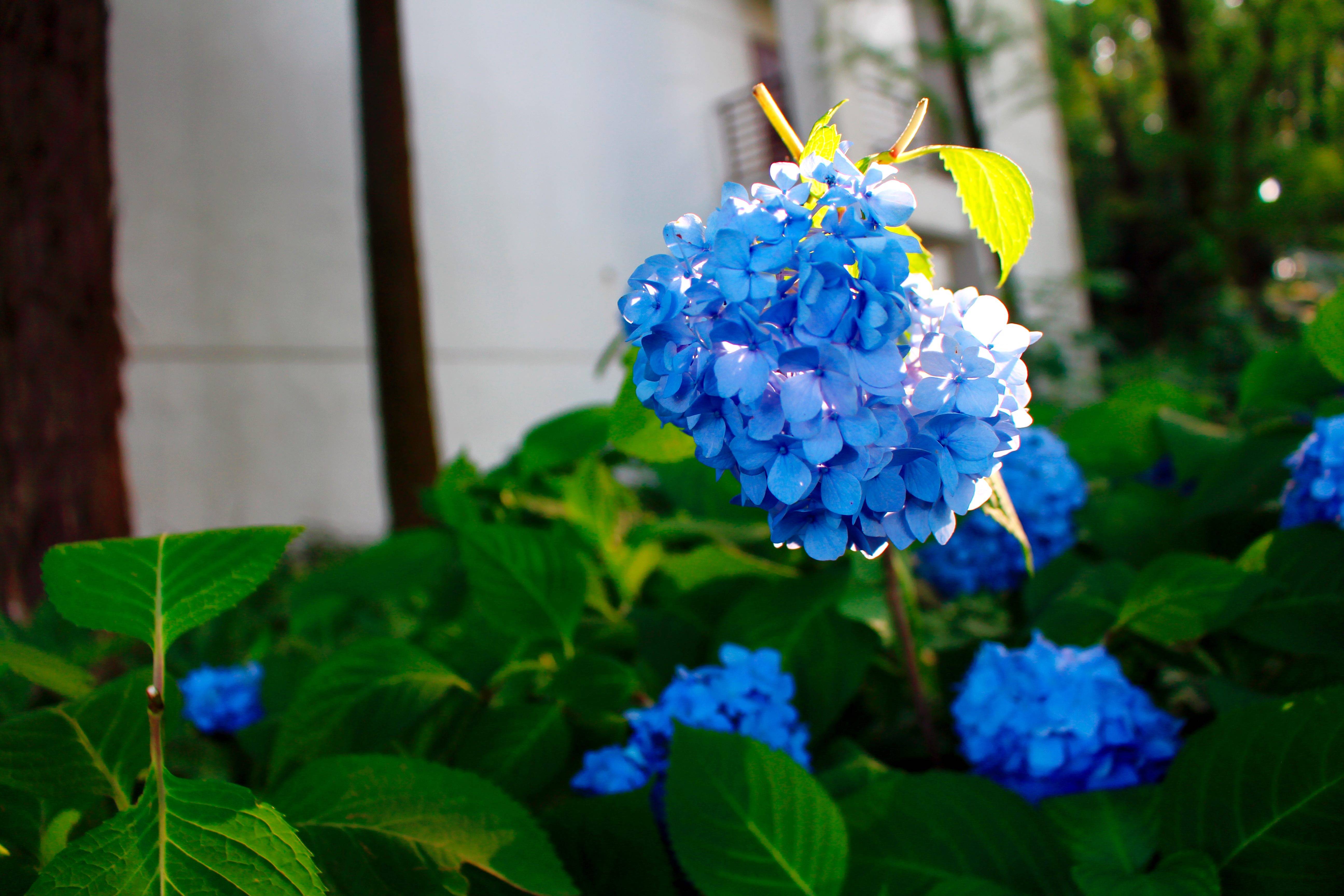 湖南省森林植物园:绣球花开的季节