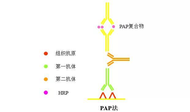 这些免疫组化染色方法你知道吗快来get