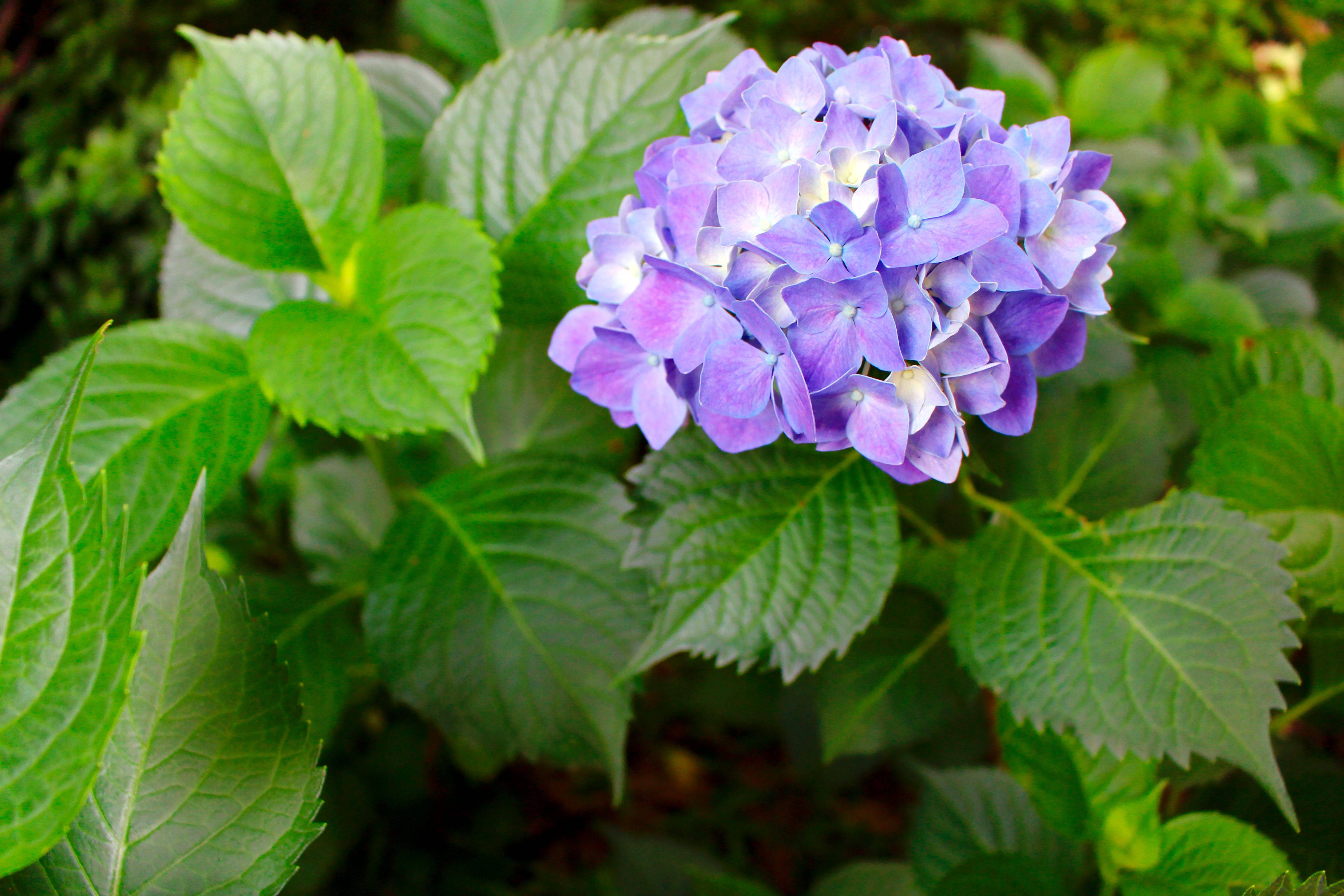 湖南省森林植物園:繡球花開的季節