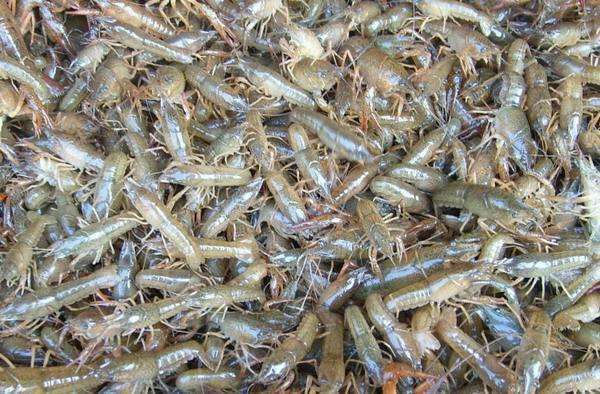 小龙虾苗的苗种优选及管理知识你知道多少