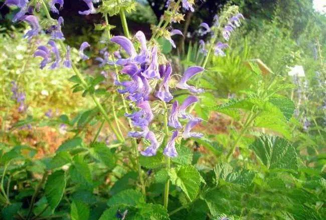 原创农村孩子爱吃的蜂糖罐它可不是普通野草而是紫丹参