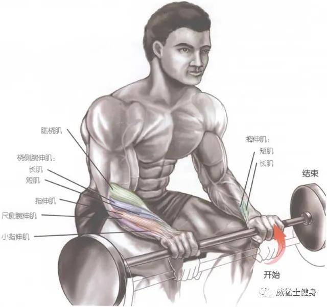 徒手小臂肌肉训练方法图片