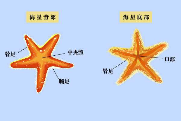 海王星结构简介图片