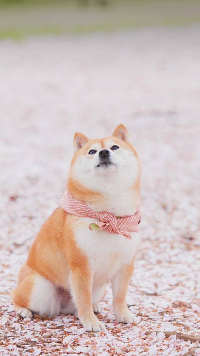 整理:柴犬系列