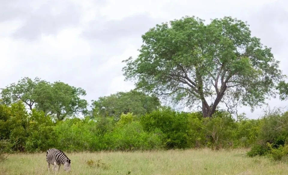 无论拼多多还是京东，都不是国美零售的最终出路！-家电圈官网