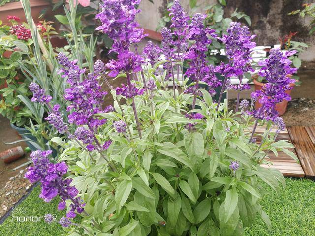 鼠尾草——美如紫色迷雾