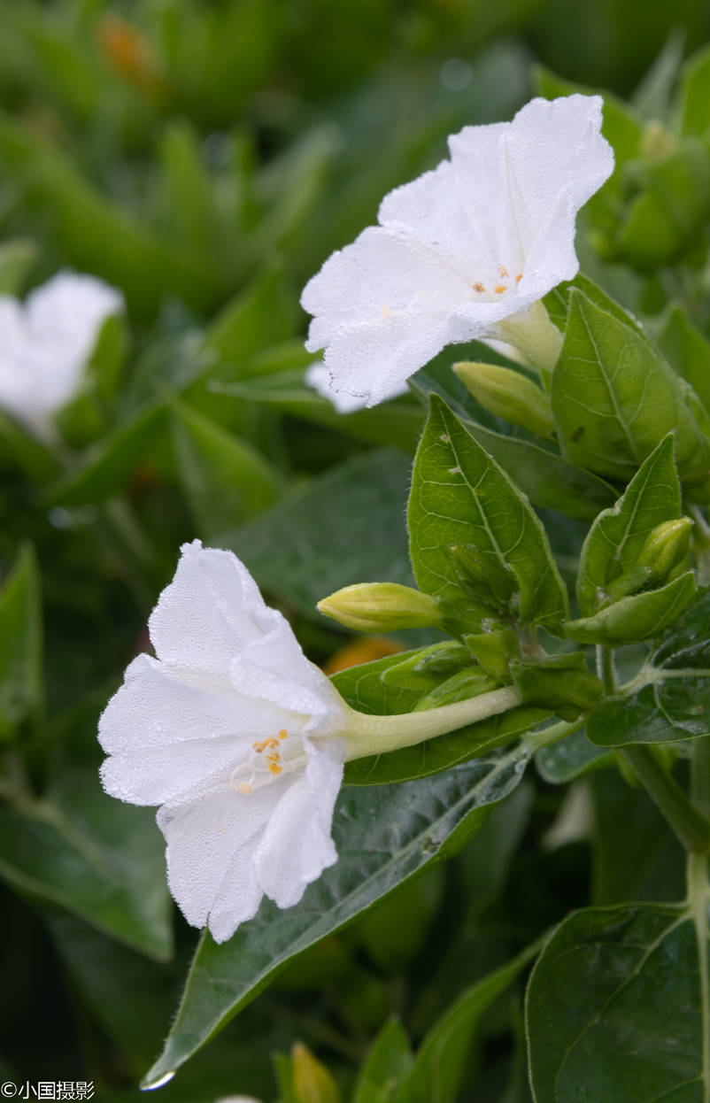 花卉摄影:人称罗密欧与朱丽叶之花的紫茉莉,代表坚贞质朴成熟美