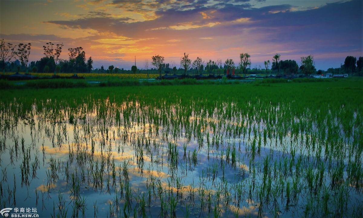 秦岭角下东大镇西大村向日葵地里观日落
