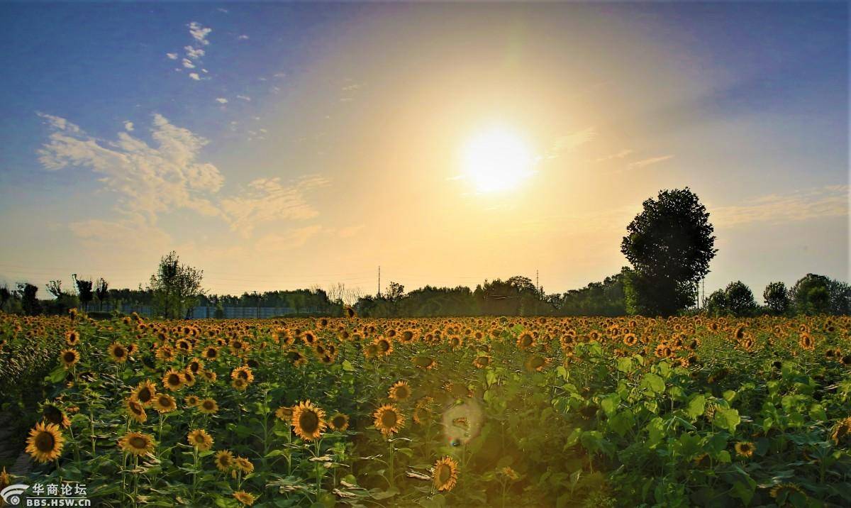 秦岭角下东大镇西大村向日葵地里观日落