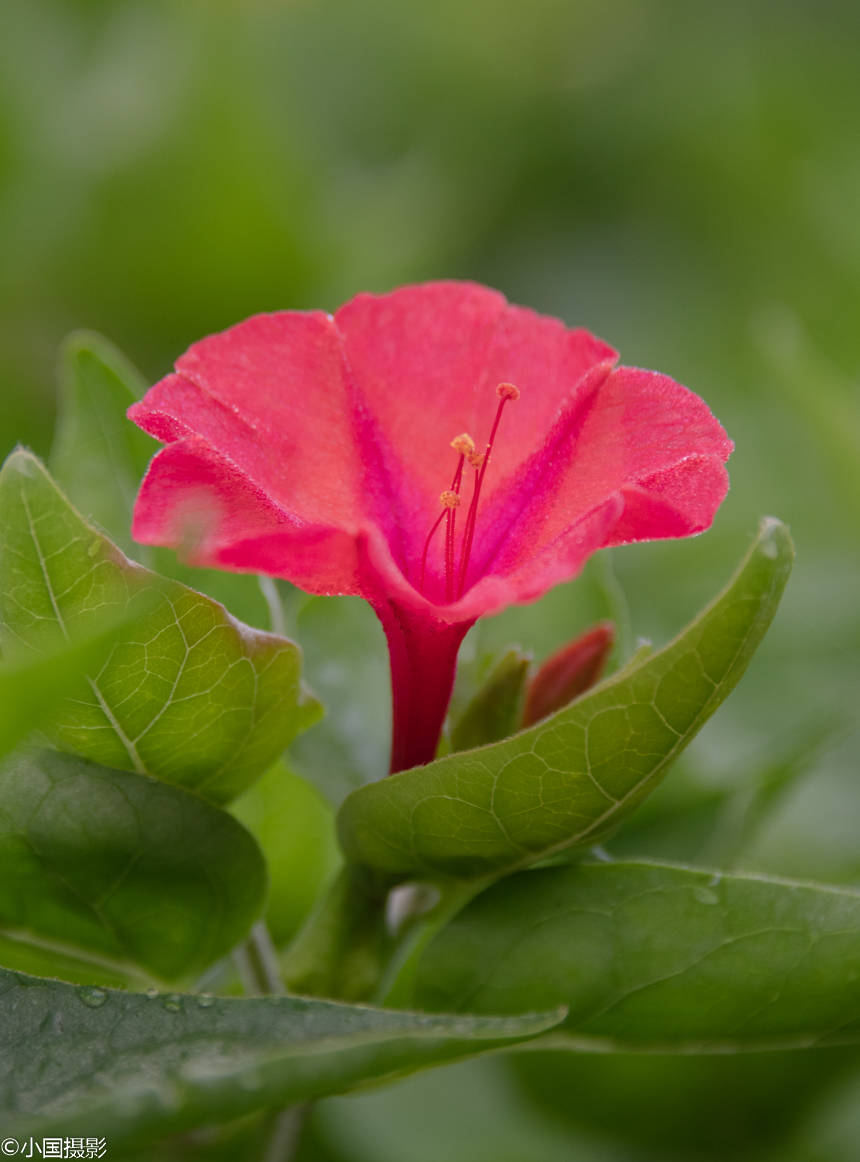 花卉摄影人称罗密欧与朱丽叶之花的紫茉莉代表坚贞质朴成熟美