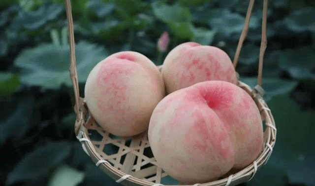 今年大量上市的水蜜桃,价格便宜又好吃_桃子