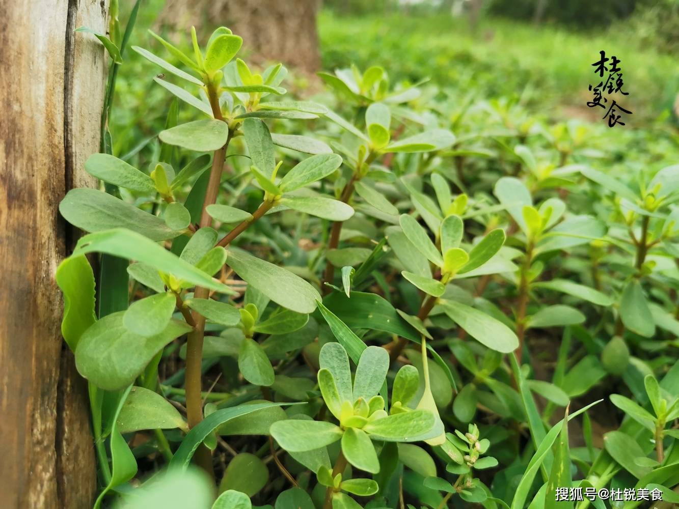 这野菜遍地有,早起遛弯采1兜,夏天祛湿还调脂,美味又健身