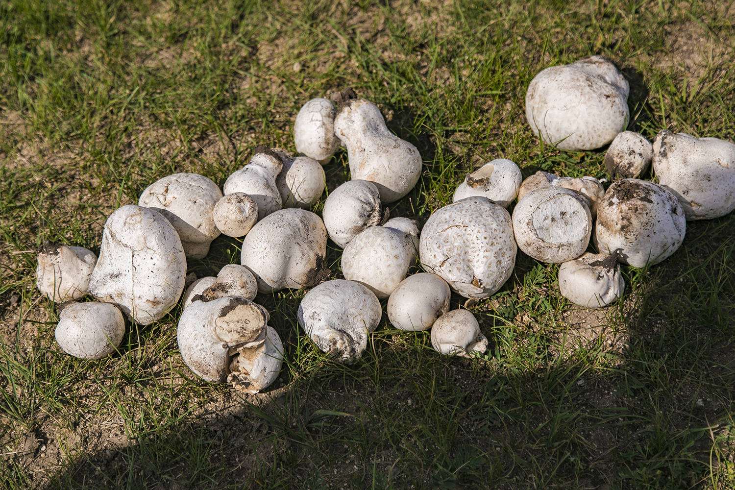 原创内蒙古的"神奇物种",高山草原上的白色宝贝,你知道是什么吗?