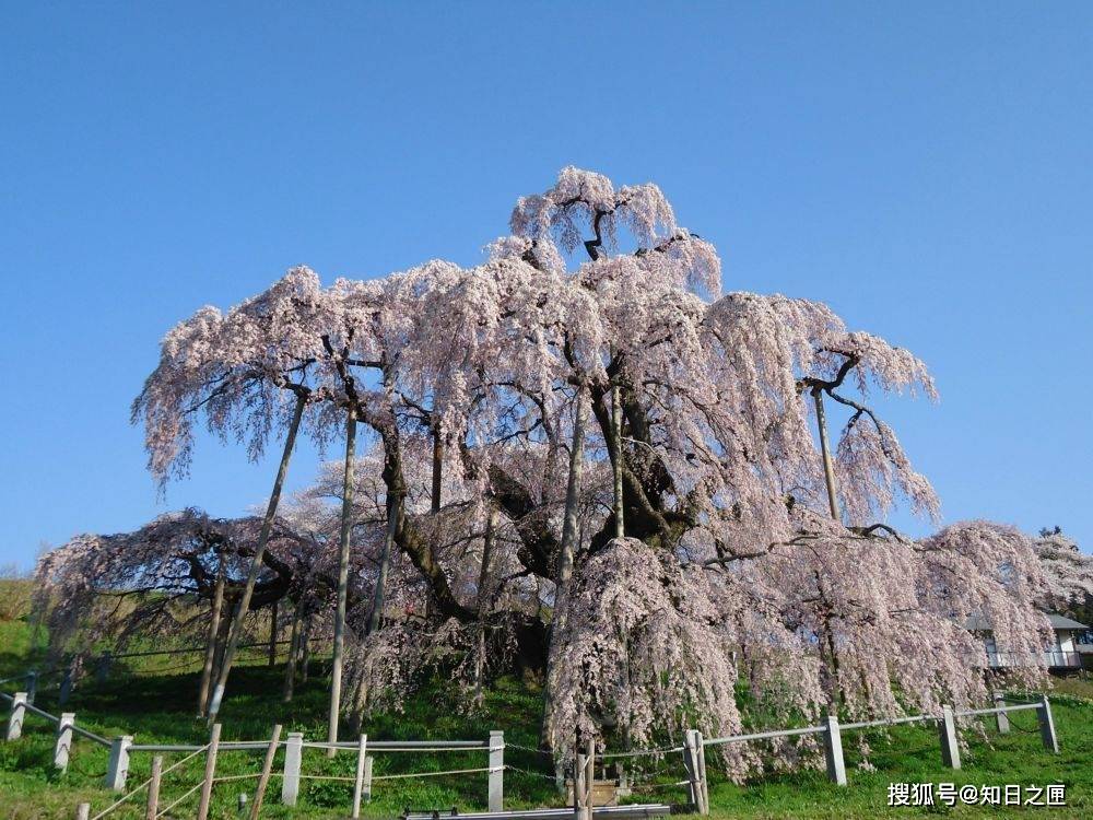 三大巨樱之①三春泷樱(福岛)