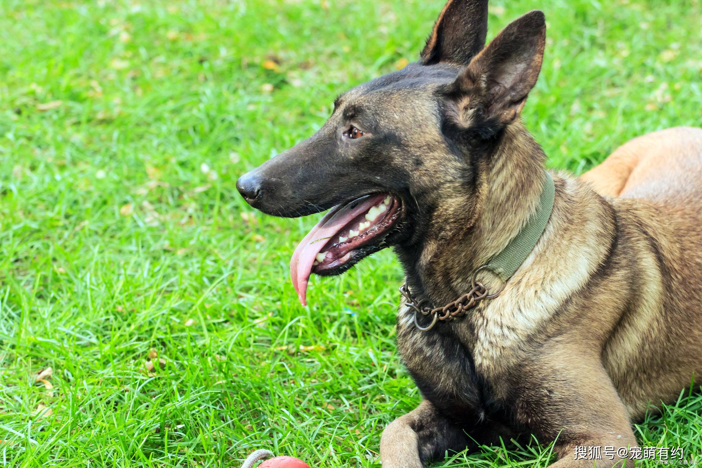 原创杜宾犬和马犬,作为经典和现代型护卫犬的代表,各有什么特点?