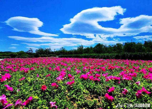 蓝天 碧水 红花!风光旖旎永定河