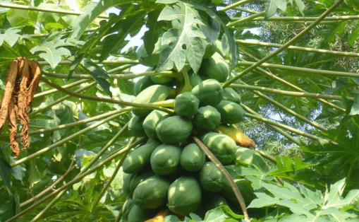 原创人称"万寿果",是转基因水果,在南方规模化种植多年,女人爱吃