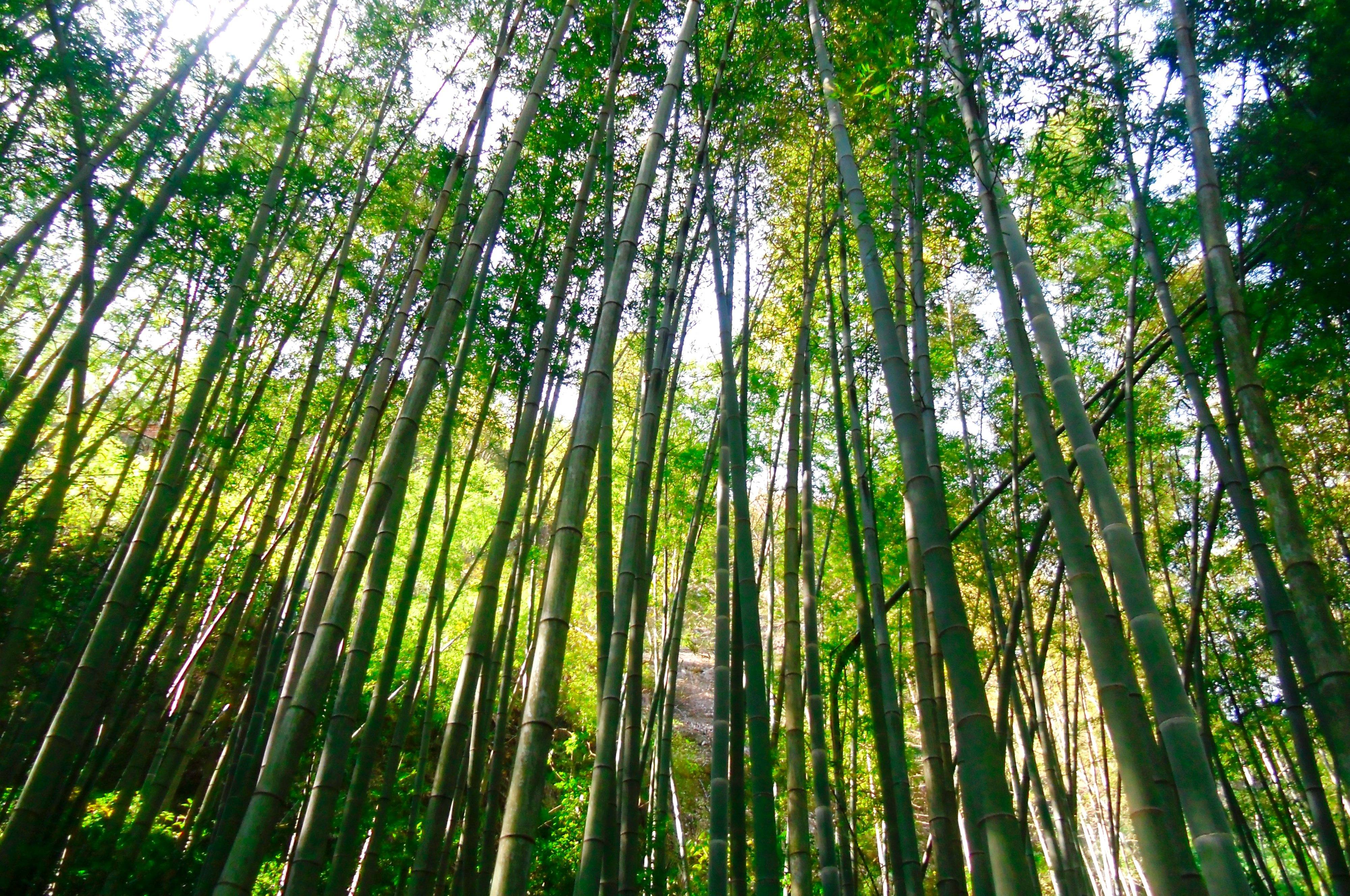 江西鹰潭龙虎山竹林