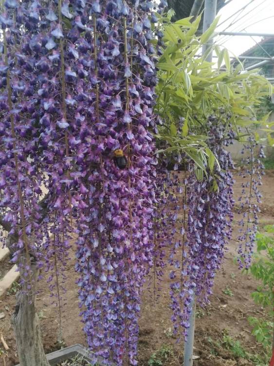 久伊豆紫藤简介紫藤养护久伊豆紫藤苗批发基地