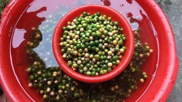 7月来临,回家捣鼓"破布子"的时候到了