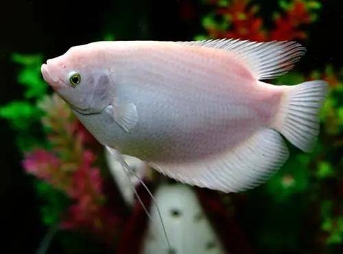 九十八谈山海经西山四鸟鼠同穴78