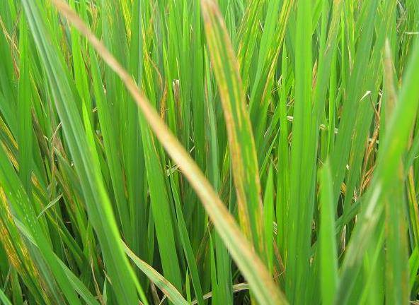 水稻缺氮图片图片