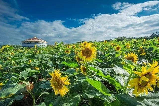 宫崎骏动画成真来山东这7片花海随手一拍满满都是ins风的大片
