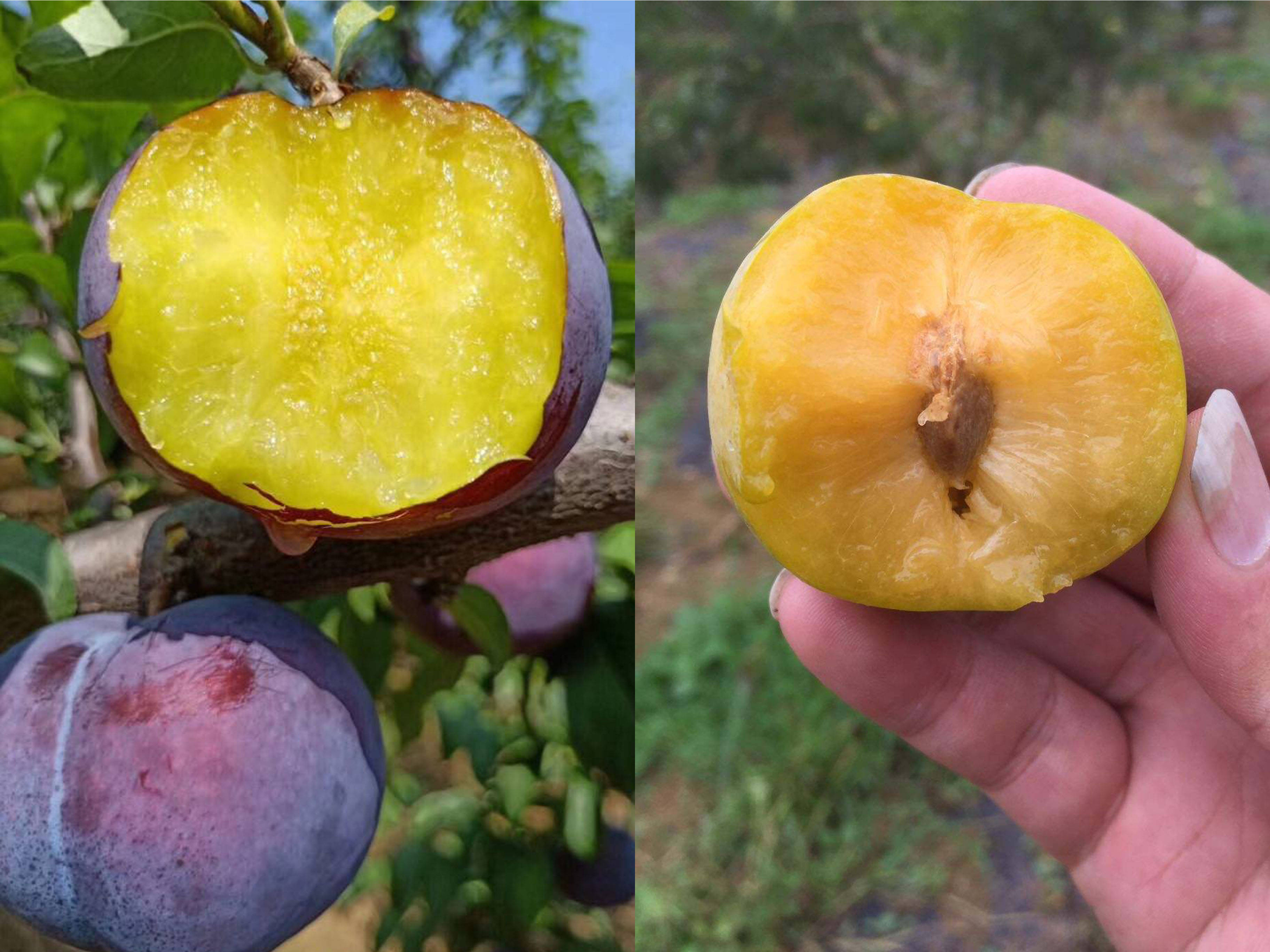 黑布林和李子有什么区别?它们的差别很大,了解后就知道怎么买了