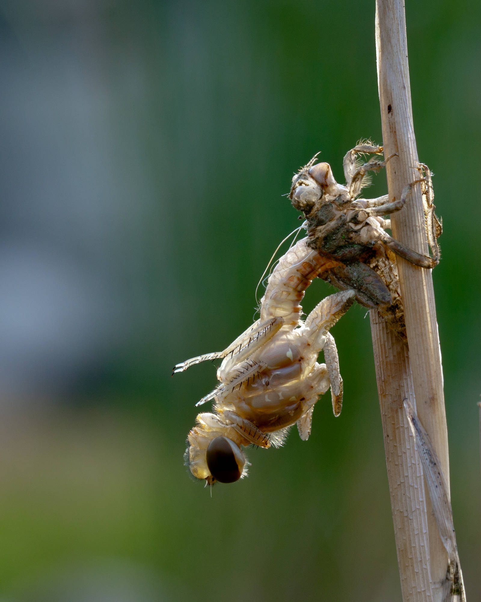 乡村黄昏蚊子群里"豪横"的蜻蜓去哪儿啦?荷花前空留少年身影
