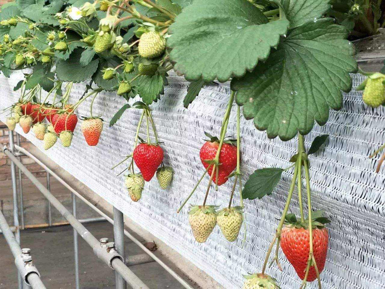 大棚草莓后墙立体栽培,如何投入2万?收益增收10倍,想了解吗?