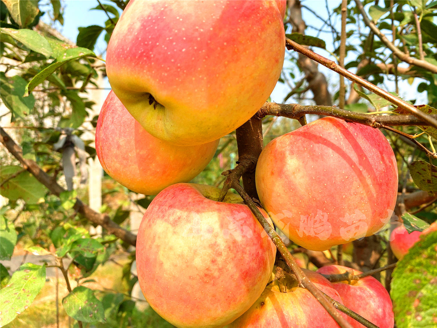 水蜜桃苹果苗新品种-王林苹果