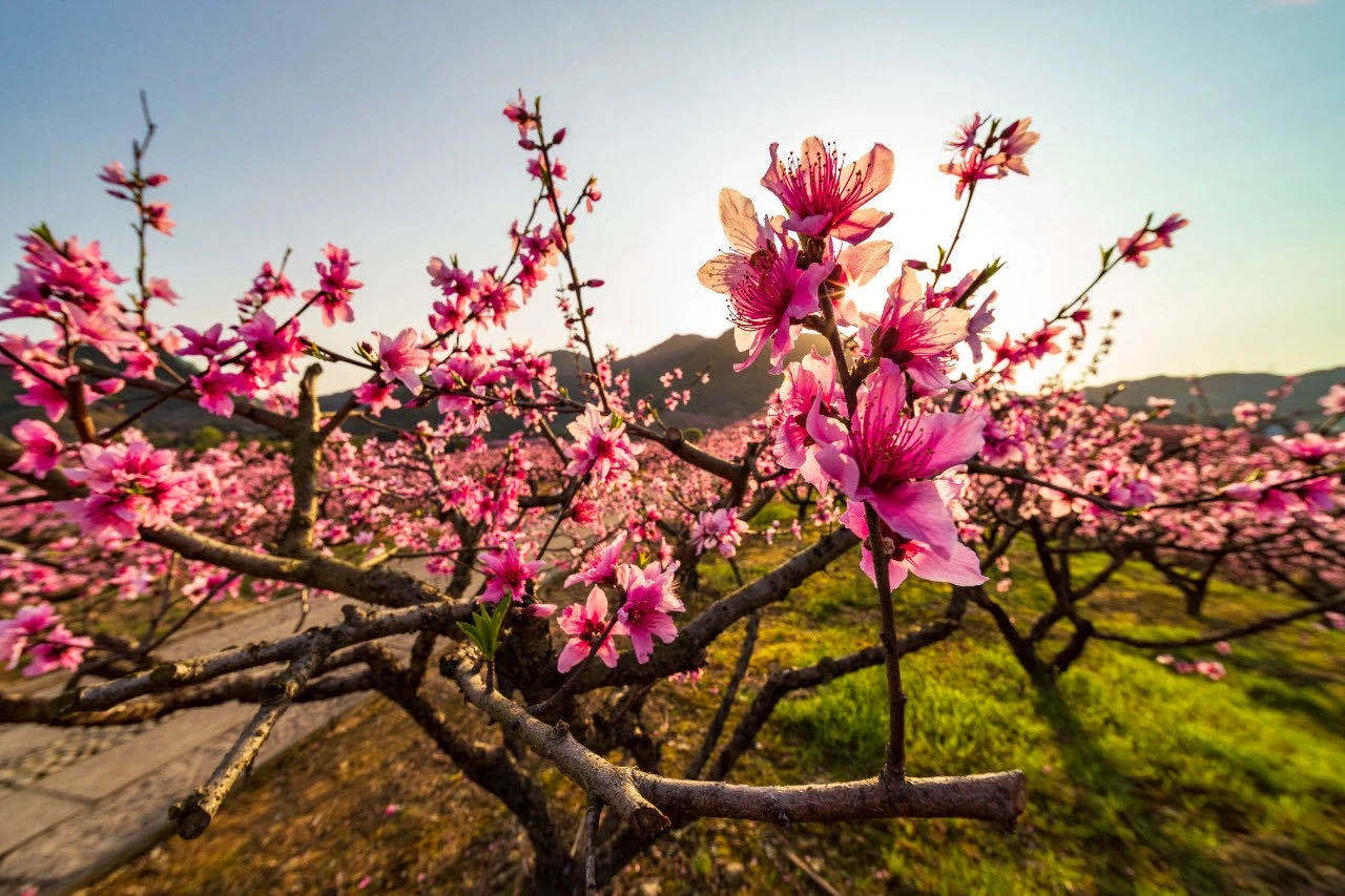 宁波的这个小城,处处藏着个"桃花源"!