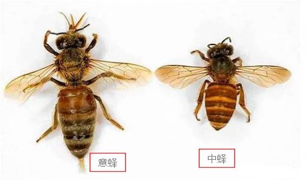 首先要明白,目前国内蜂农养蜂的品种主要有两种——中华蜜蜂和意大利