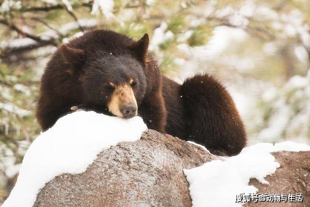 美国黑熊躺在雪中,大多数熊的寿命是20-25年
