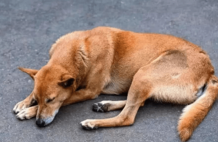 早上起来狗狗走路一瘸一拐的_手机搜狐网