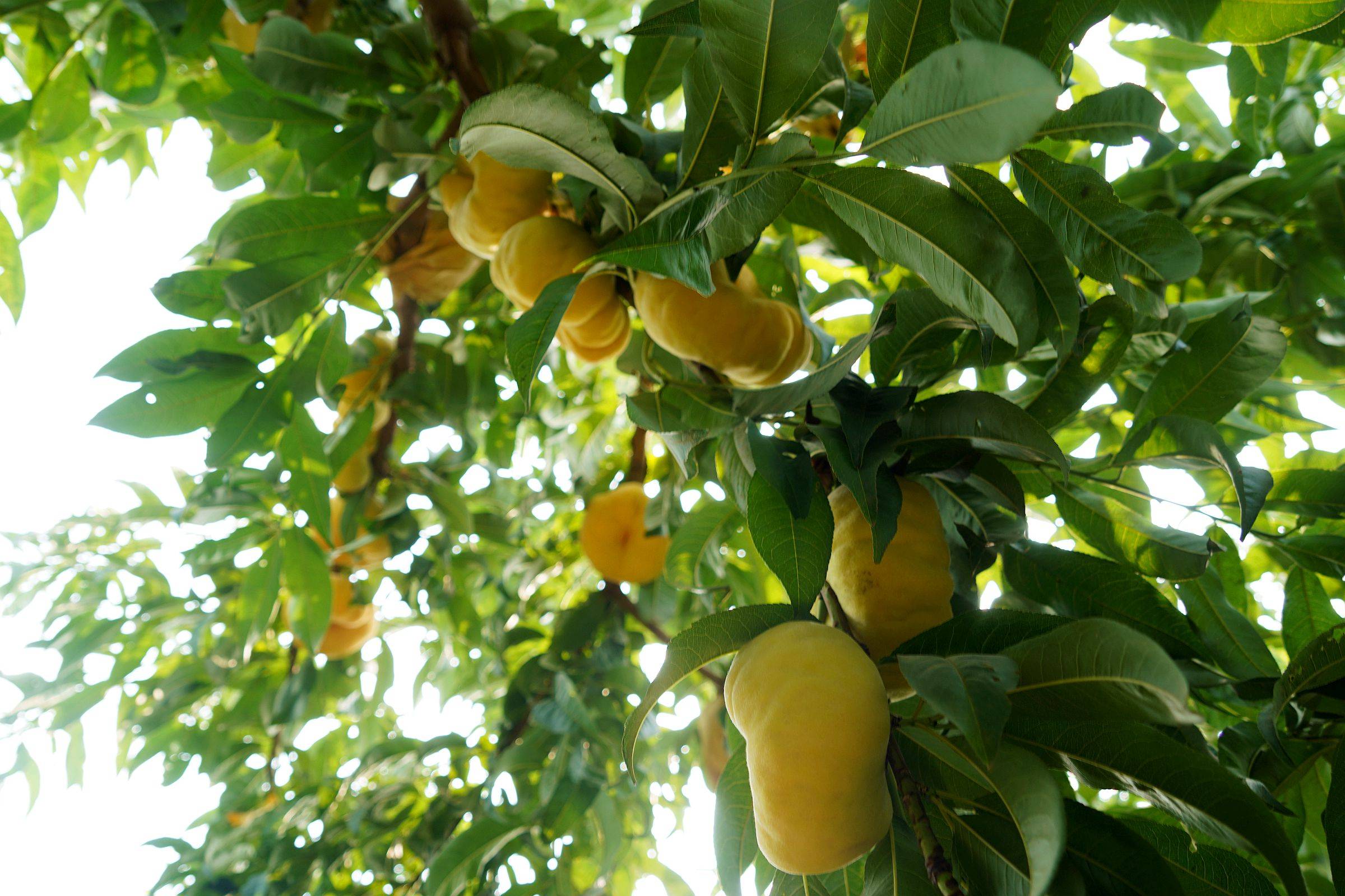 原创山西农民种植黄金蟠桃走俏市场,价格是普通桃子的10倍,看啥样