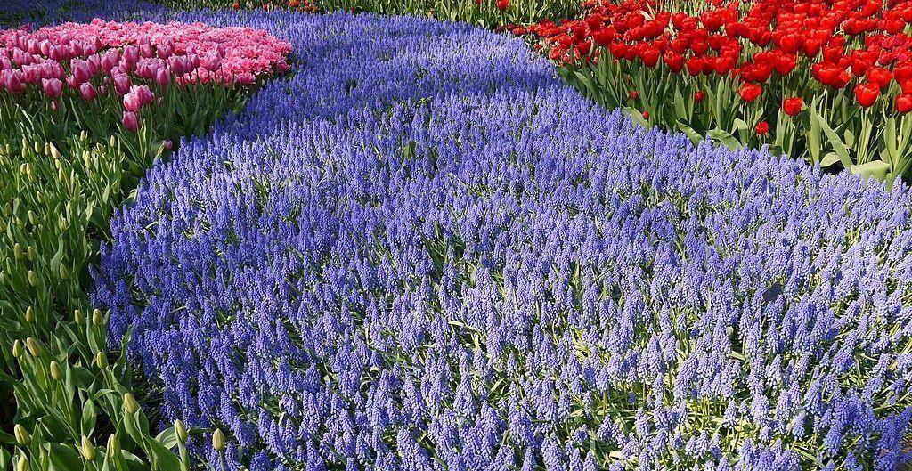 葡萄风信子,提起荷兰,你的脑海中肯定马上浮现满坑满谷郁金香花海的