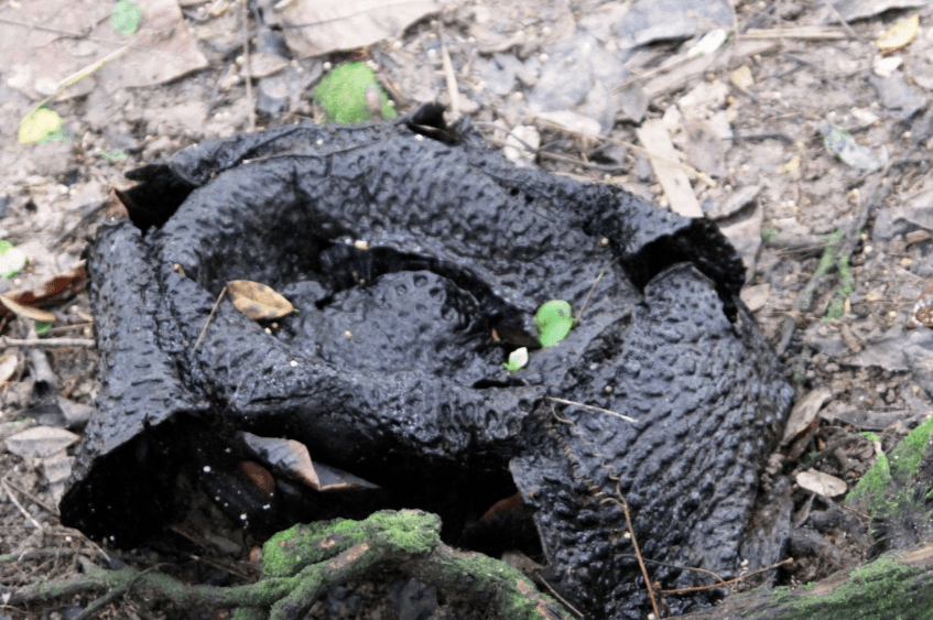 食人花从背后拍了拍你