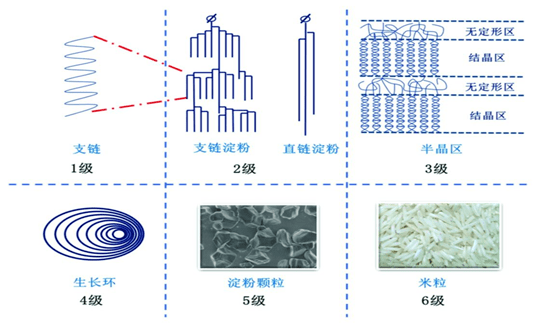 淀粉结构示意图图片