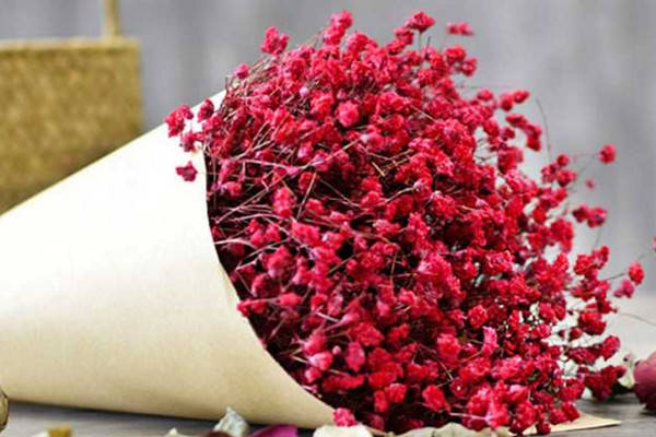 红色满天星花语和寓意红色满天星最适合送给ta