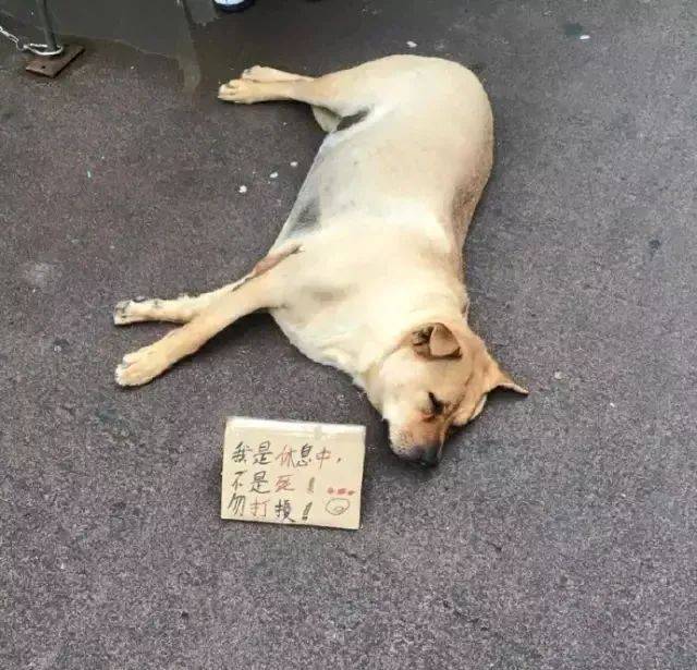 有的狗子不仅睡得死,姿势也是一等一的奇葩. 从小就和别的狗子不一样