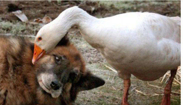 狗狗和大鹅感情甚好,还会分享彼此的食物,画面温馨让主人欣慰_动物