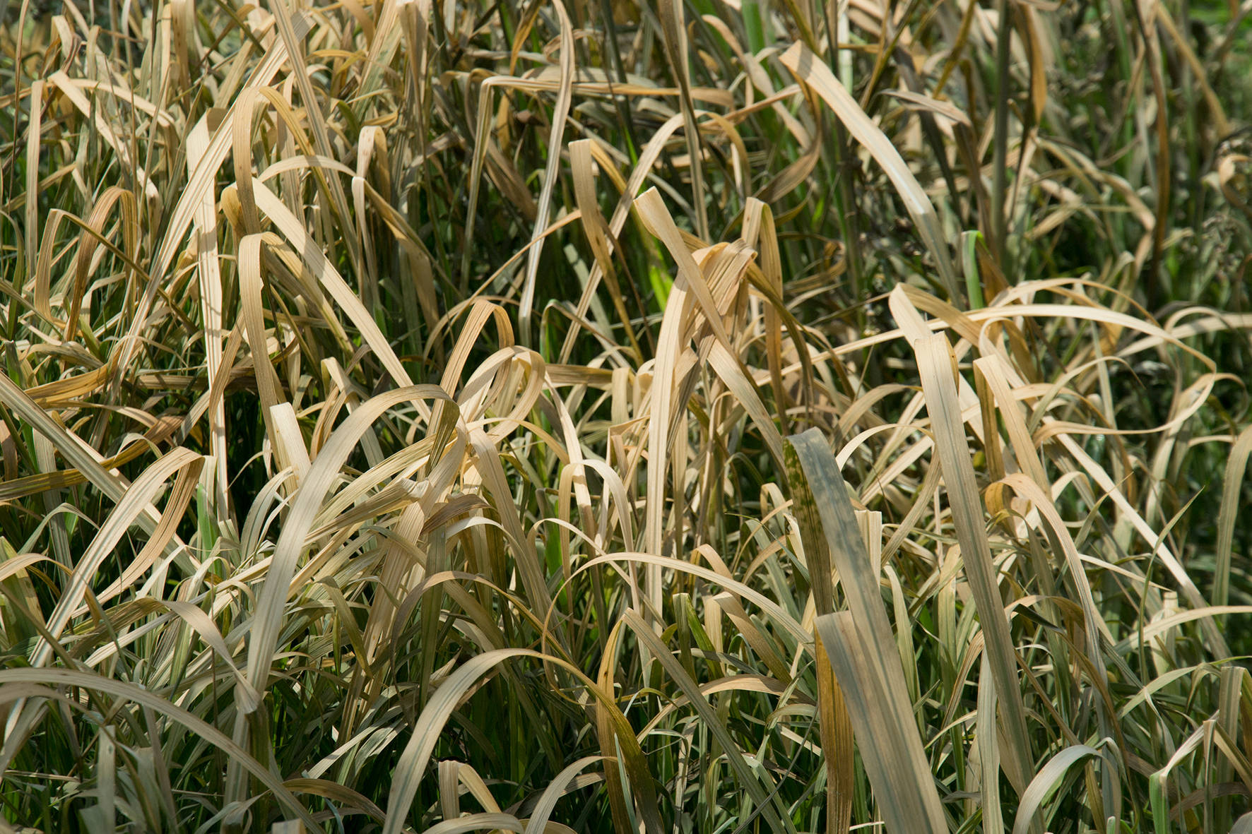 也就是说我们在打百草枯的时候,只有被药剂接触到植物,才会被杀死,没