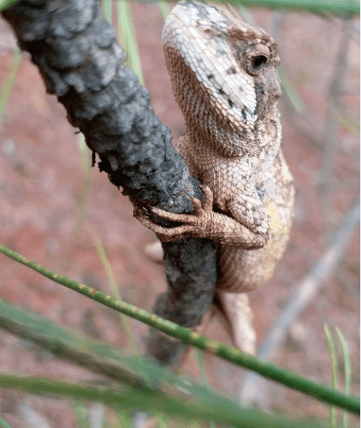 云南山中现罕见树蜥 身披豹纹皮眼神犀利