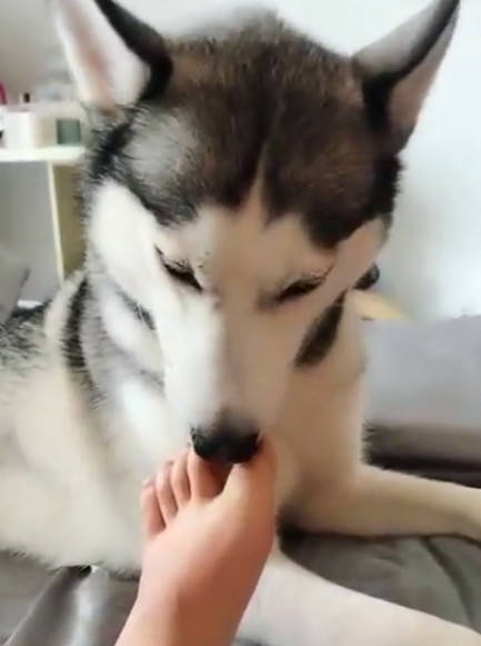 哈士奇太坑爹,亲完女主人的脚就去亲男主人的脸,网友:干的漂亮_脚丫