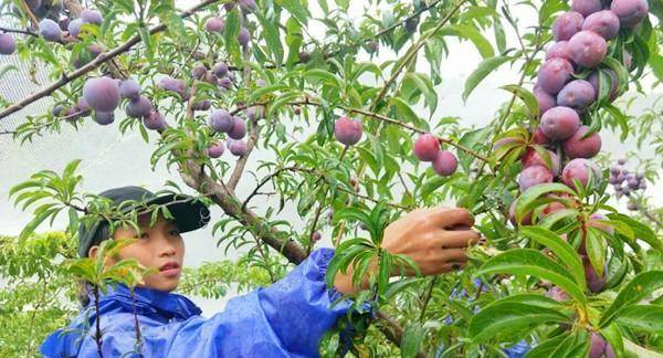 原创俗语:桃养人,杏伤人,李子树下埋死人,是什么意思?涨知识了